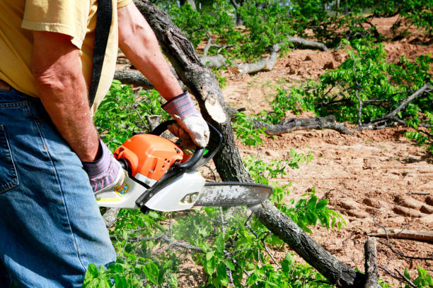 Best Residential Tree Removal  in Moundville, AL